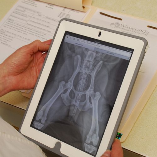 Digital X-Ray on I Pad, diagnostics at Wacaunda Animal Hospital